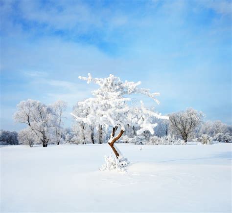 Cold Winter Evening Stock Image Image Of Rural Snow 63062937