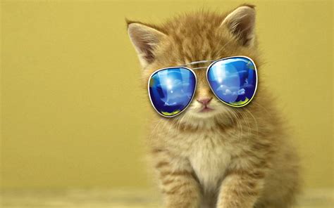 Cool Kitten Wearing Shades Wallpaper Download Wallpapers Page