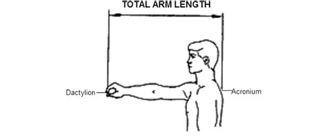 Landmarks And Representation Of Total Arm Length Download Scientific