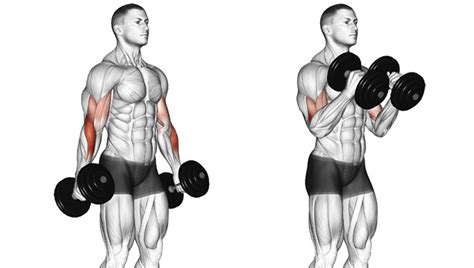 This video teaches you how to do a round of dt with dumbbells. Add a New Dimension To Your Arms With Dumbbell Hammer Curls
