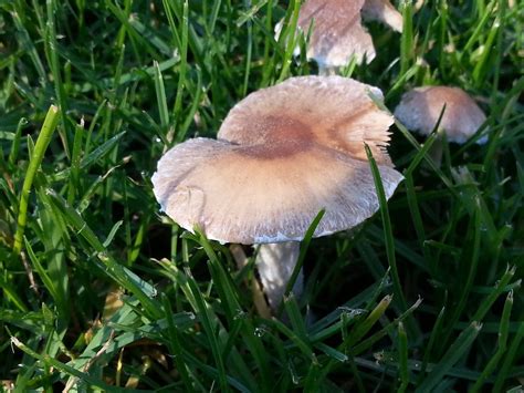 Mushrooms growing on newly fertilized lawn - Mushroom Hunting and gambar png