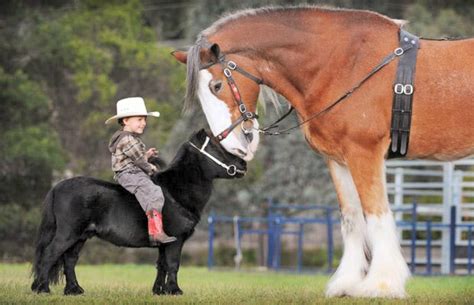 But do you know how much weight these massive horses can pull? View from the Back of the Pack: Weight is a number ...