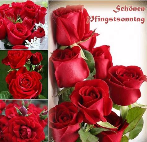 Hier sieht man auch auf welchen wochentag der feiertag fälltund wieviele tage es bis dahin noch sind. Pfingstgrüsse | Frohe pfingsten, Pfingstgrüße, Frohe ...