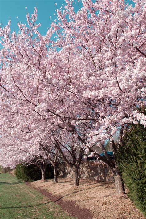 Flower delivery — washington d.c., fundet: A Floral Affair Beautiful Blooms in Washington DC ...