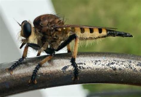 Giant Robber Fly Whats That Bug