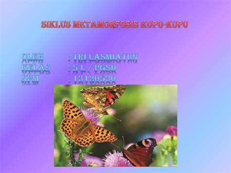 Siklus fosfor adalah siklus siklus biogeokimia terpanjang siklus air, siklus nitrogen, dan siklus lainnya. Gambar Daur Hidup Kupu Kupu Dan Penjelasannya - Info ...