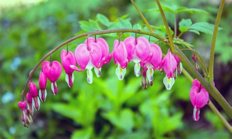 Check spelling or type a new query. How to Grow and Care For Bleeding Heart Plants - Garden ...