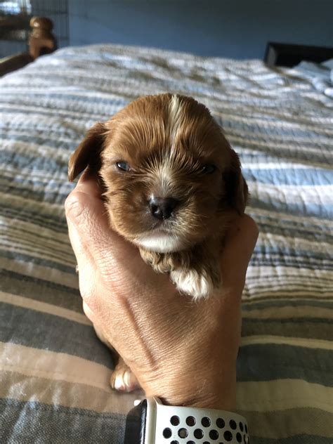 Small hobby breeder for over 20 years. Cavalier King Charles Spaniel Puppies For Sale | Des ...