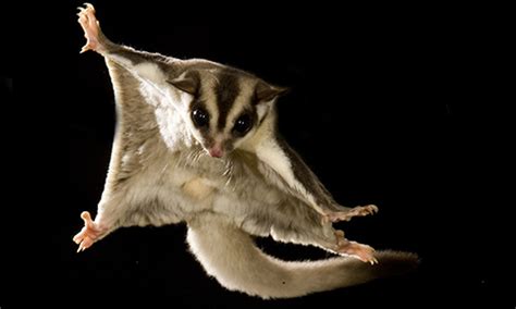 How To Care For Sugar Gliders