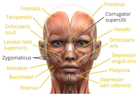 Anatomical diagram showing a front view of muscles in the human body. How can facial expressions be collected and analyzed ...
