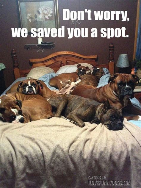 9 Realities Of Sharing A Bed With Your Dog Barkpost