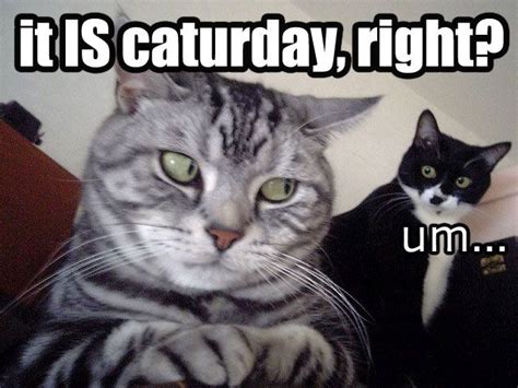 Maybe you would like to learn more about one of these? Caturday (With images) | Funny cat memes, Funny animals ...