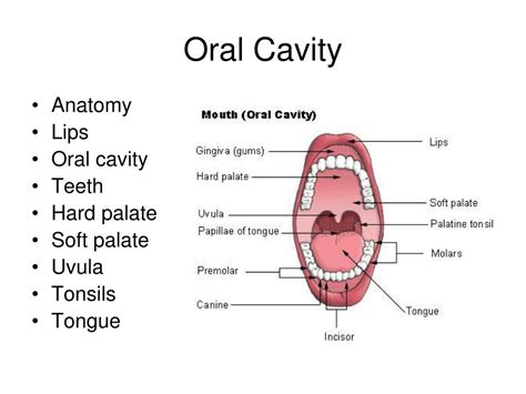 Ppt Articulation And The Vocal Tract Chapter 8 Powerpoint