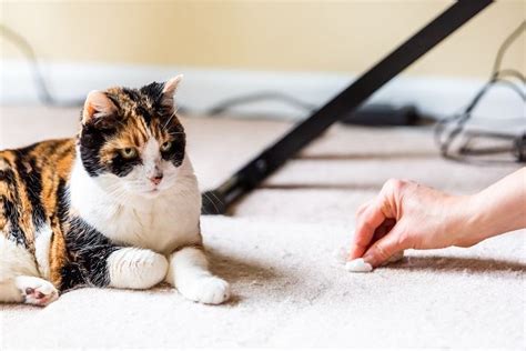 4 Steps To Remove Cat Poop Stains And Smells Out Of The Couch And Rugs