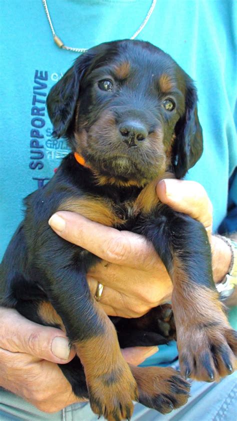 Gordon race 2018 voittaja + avo1. Gordon Setter Crossing: Gordon Setter Puppies - 4 Wks. & 5 ...