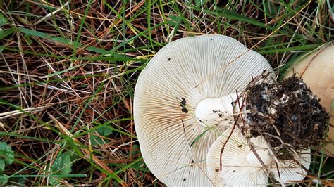 White Gilled Low Moist Mushroom In Grass Under Pines Identifying