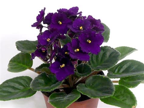 My Violet | African Violets
