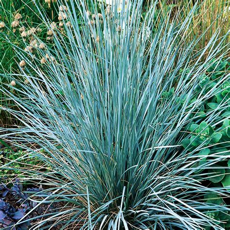 Blue Oat Grass For Sale Online The Tree Center