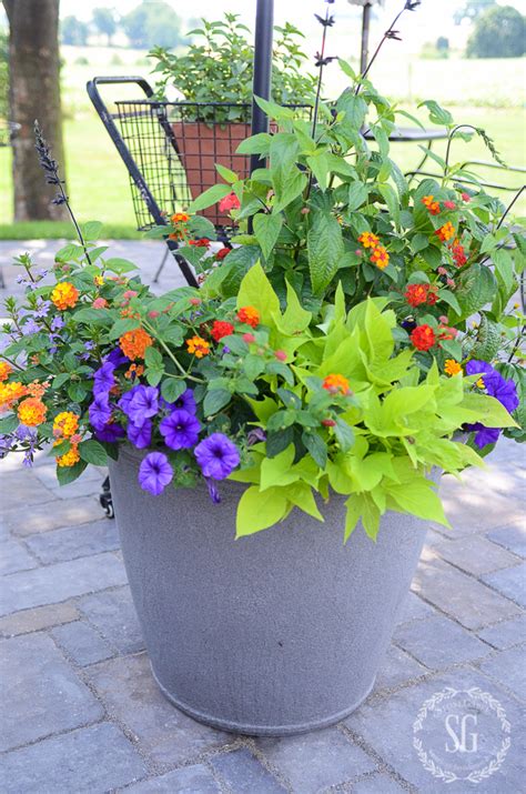 Coming straight to the point the flowers won't last long without water, but there are certain factors that determine the what is the best time to water my plants in summer? FABULOUS SUMMER POTS... HOW TO KEEP THEM BEAUTIFUL IN ...