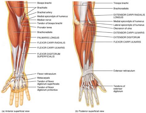 Anterior View And Posterior View Of Forearm Muscles And Tendon In Detail