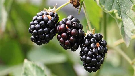 Recette Confiture de mûres sans pépins
