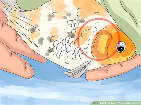 But how can you tell if you have a tooth infection? 3 Ways to Tell if Your Fish Is Dead - wikiHow