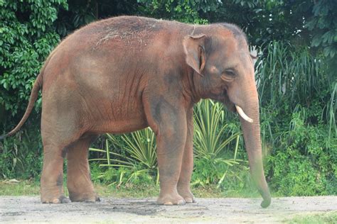 Asian Elephant Zoochat