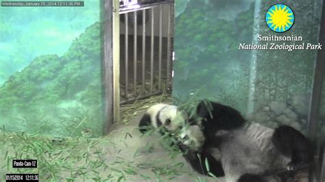 From The Panda Cam Vault Playtime Youtube