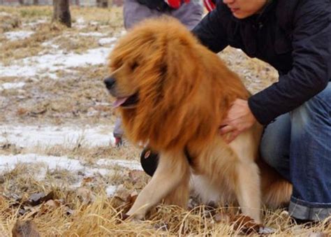 Lion's mane may refer to: Dog Lion Mane Costume