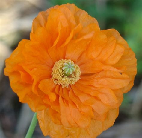 Welsh poppy - Grassroots Rose Nursery