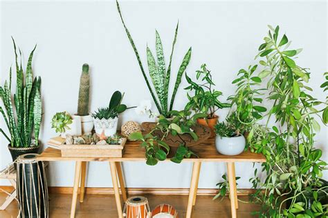 Tips To Keep Your Indoor Plants Healthy Hotdeals360