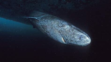 Greenland Shark Spotted In The Caribbean Thousands Of Kilometers From