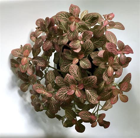 Fittonia Nerve Plant Care Guide Houseplanthouse