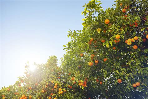 16 Common Citrus Fruit Trees