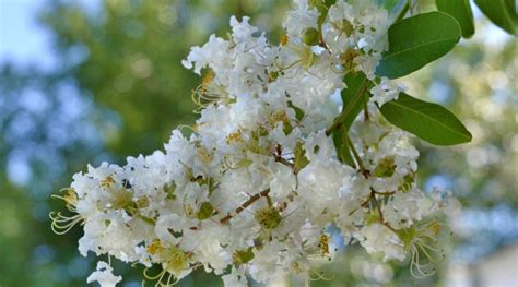 How To Plant Grow And Care For Crape Myrtles 2023