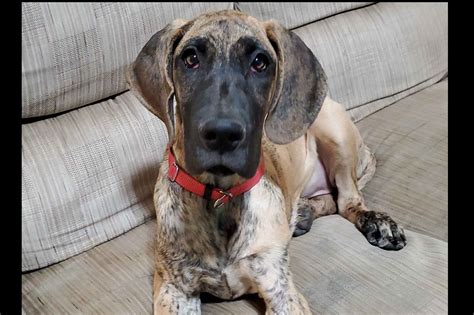 They were born on sept 20th. SG Danes Of Indiana - Great Dane Puppies For Sale - Born ...