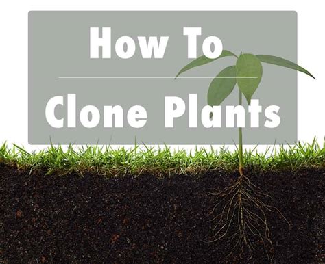 How To Clone Plants With Pictures
