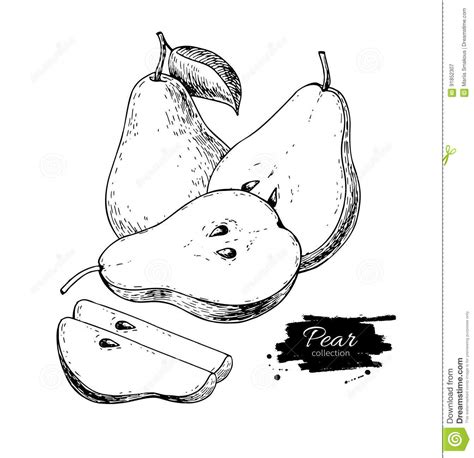 Pear Vector Drawing Isolated Hand Drawn Pear And Sliced Pieces Stock