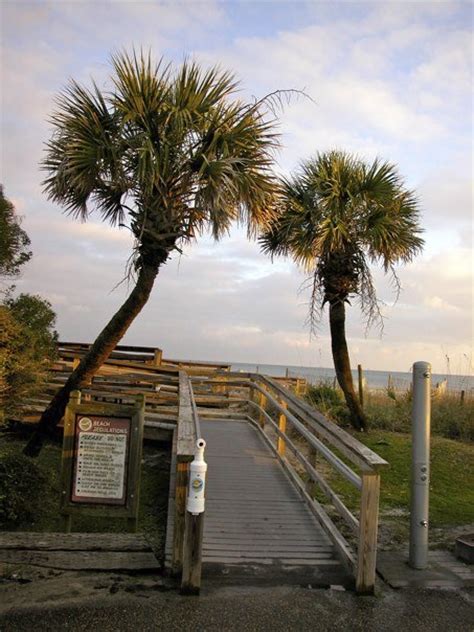 1000 Images About Palm Trees On Pinterest Myrtle Beach