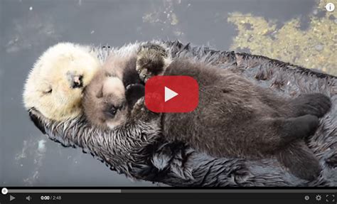 Sub Sea Systems Our World Top 10 Cutest Sea Creature Videos