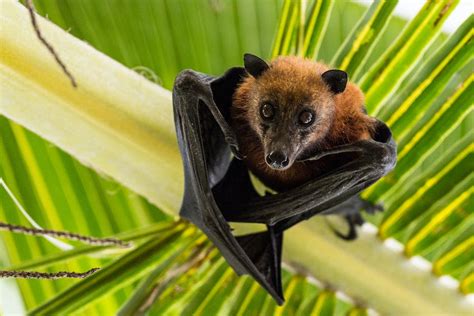 Fruit Bats The Winged Conservationists Reforesting Parts Of Africa