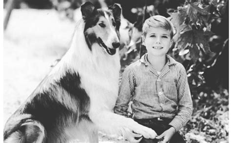 The True Story Of Lassie Americas Classic Collie Barkpost