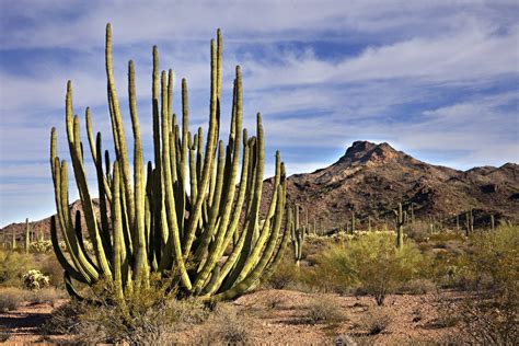 Organ Pipe Cactus National Monument Drive The Nation