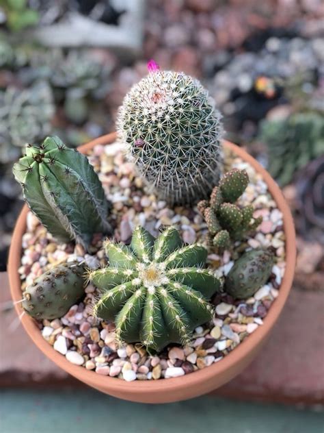 Use them in commercial designs under lifetime, perpetual & worldwide rights. Cactus succulent for Sale in Cypress, CA - OfferUp ...