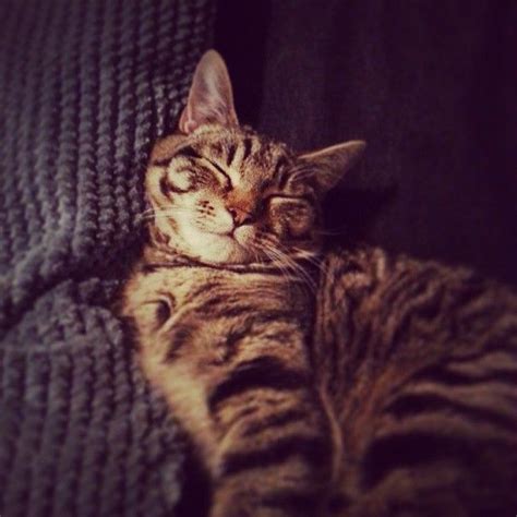 Cancer is the sign of family love and closeness, not so much the sensual, sexual love presented through venus. Do cats love their owners | Cat love, Cats, Animals