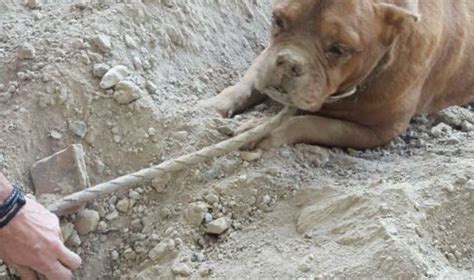 Dog Buried Alive Rescued Just In Time Graphic Content Petcarerx