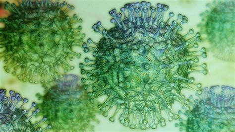 Each subgenomic mrna and the viral genomic rna. Head lice drug emerges as potential coronavirus treatment ...