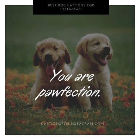 79 Best Dog Captions For Instagram Captions For Instagram