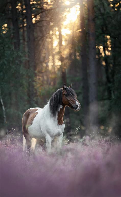 10000 Best Horse Photos · 100 Free Download · Pexels Stock Photos