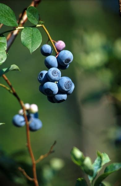 Check spelling or type a new query. Buy Blueberry Biloxi Tree - Vaccinium spp